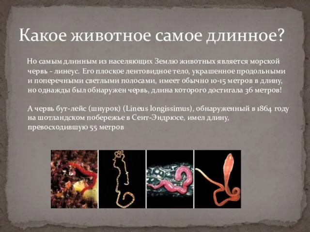 Но самым длинным из населяющих Землю животных является морской червь - линеус. Его