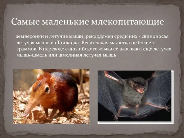 землеройки и летучие мыши, рекордсмен среди них - свиноносая летучая мышь из Таиланда.