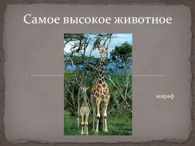 жираф Самое высокое животное