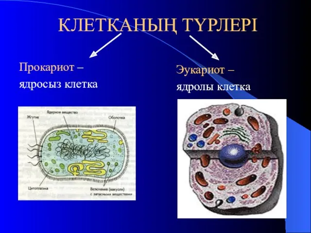 КЛЕТКАНЫҢ ТҮРЛЕРІ Прокариот – ядросыз клетка Эукариот – ядролы клетка
