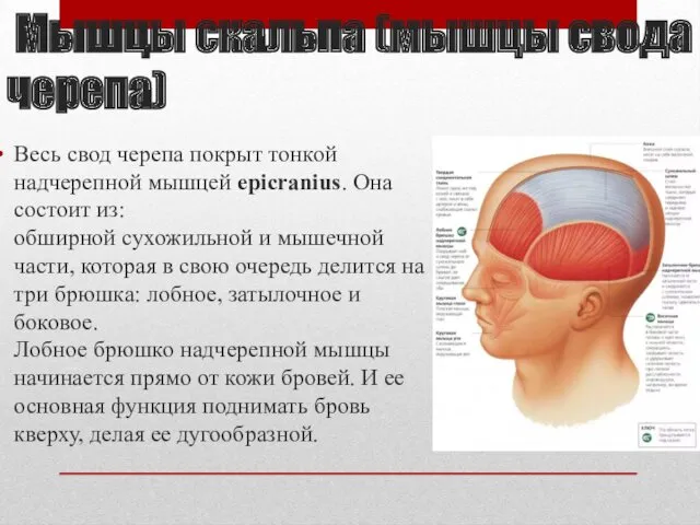 Мышцы скальпа (мышцы свода черепа) Весь свод черепа покрыт тонкой надчерепной мышцей epicranius.