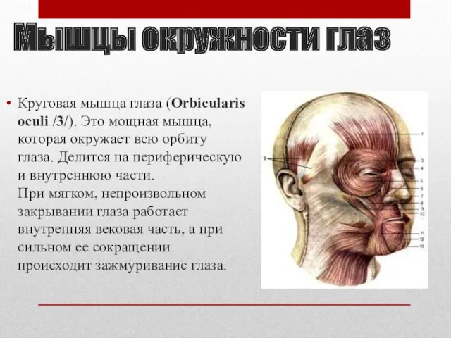 Мышцы окружности глаз Круговая мышца глаза (Orbicularis oculi /3/). Это