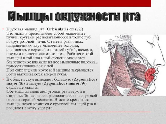 Мышцы окружности рта Круговая мышца рта (Orbicularis oris /7/) Это