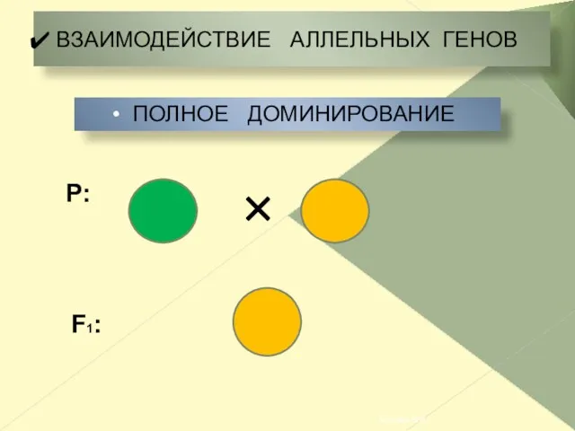 ВЗАИМОДЕЙСТВИЕ АЛЛЕЛЬНЫХ ГЕНОВ P: ПОЛНОЕ ДОМИНИРОВАНИЕ F1: Костина Н.И.