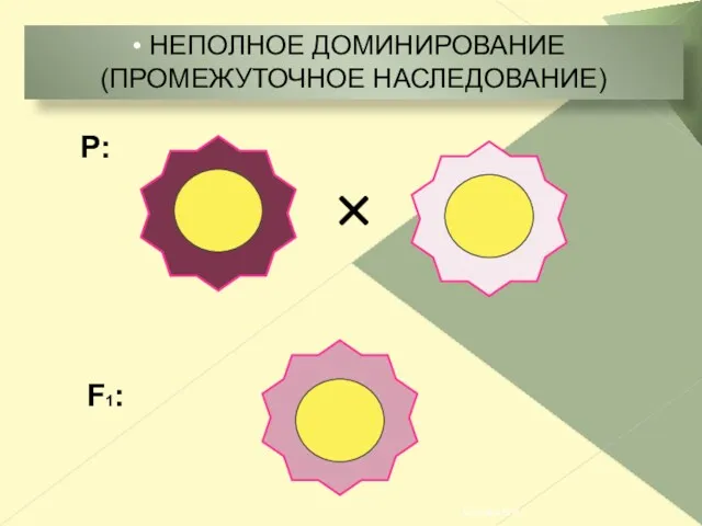 P: НЕПОЛНОЕ ДОМИНИРОВАНИЕ (ПРОМЕЖУТОЧНОЕ НАСЛЕДОВАНИЕ) F1: Костина Н.И.