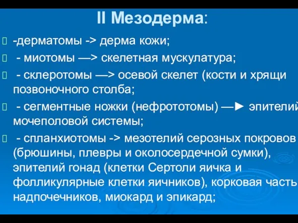 II Мезодерма: -дерматомы -> дерма кожи; - миотомы —> скелетная