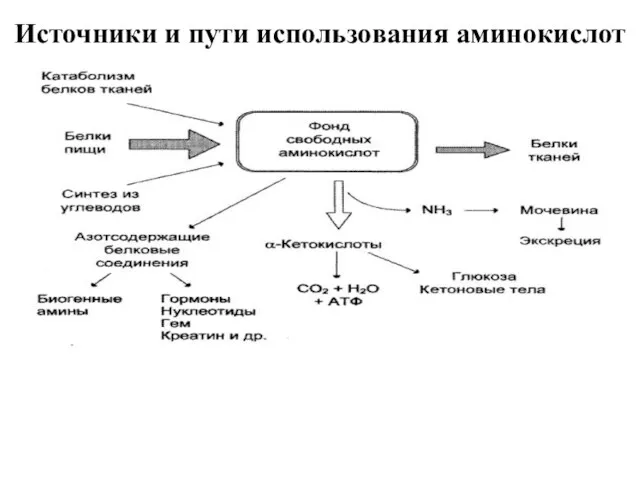 Источники и пути использования аминокислот
