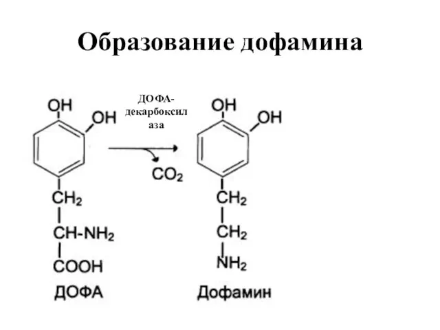Образование дофамина ДОФА-декарбоксилаза
