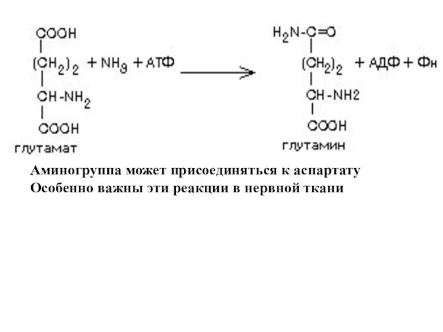 Аминогруппа может присоединяться к аспартату Особенно важны эти реакции в нервной ткани