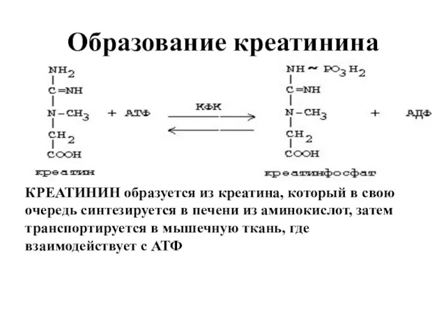 Образование креатинина КРЕАТИНИН образуется из креатина, который в свою очередь