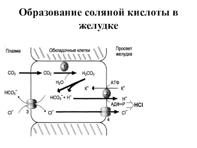 Образование соляной кислоты в желудке