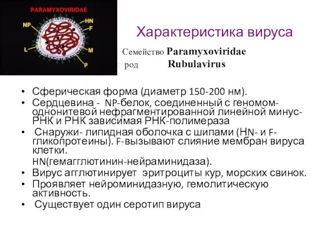 Характеристика вируса Сферическая форма (диаметр 150-200 нм). Сердцевина - NP-белок,