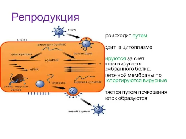 Репродукция Проникновение вириона в клетки происходит путем рецепторного эндоцитоза. Репликация