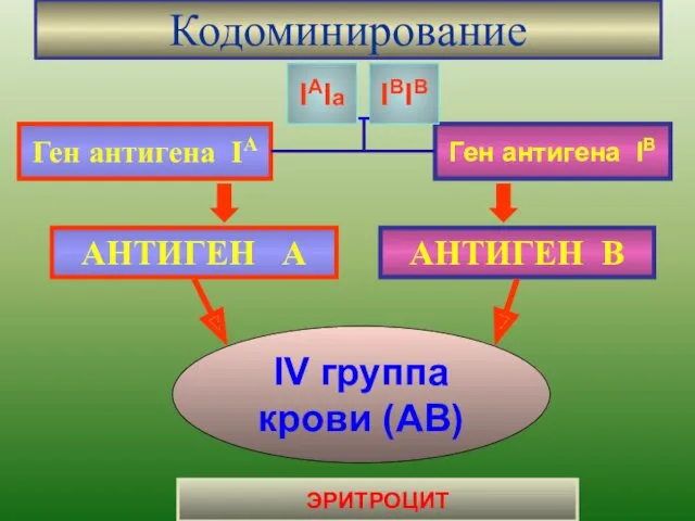 Кодоминирование Ген антигена IА Ген антигена IВ АНТИГЕН А АНТИГЕН