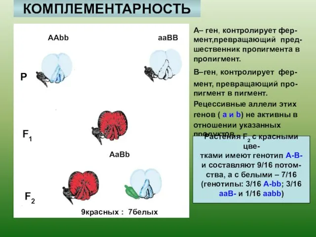 КОМПЛЕМЕНТАРНОСТЬ Р ААbb aaBB F1 AaBb F2 9красных : 7белых