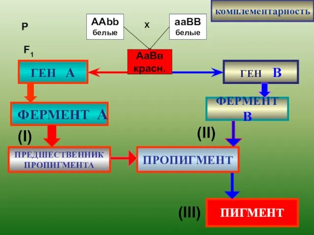 комплементарность ГЕН В ФЕРМЕНТ А ФЕРМЕНТ В ПРЕДШЕСТВЕННИК ПРОПИГМЕНТА ПИГМЕНТ