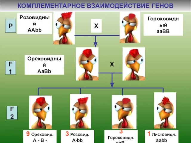 Р Розовидный ААbb Гороховидный aaBB Ореховидный AaBb F1 F2 9