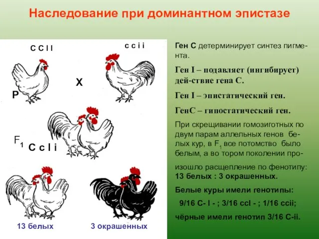 Наследование при доминантном эпистазе Х Р F1 C C I