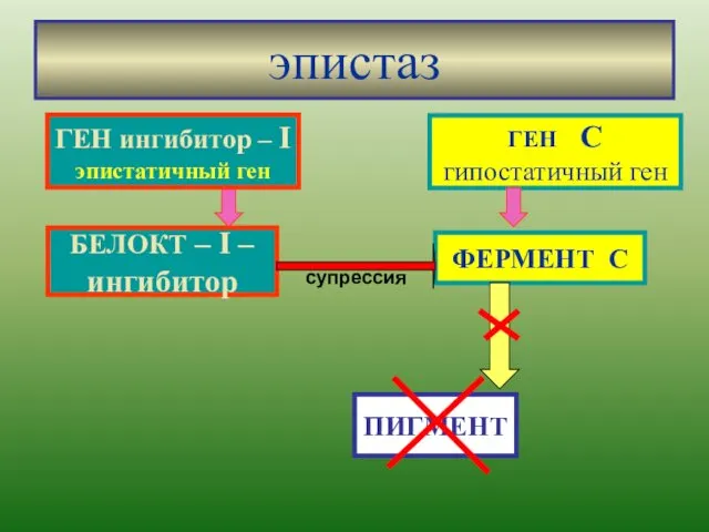 эпистаз ГЕН C гипостатичный ген БЕЛОКТ – I – ингибитор