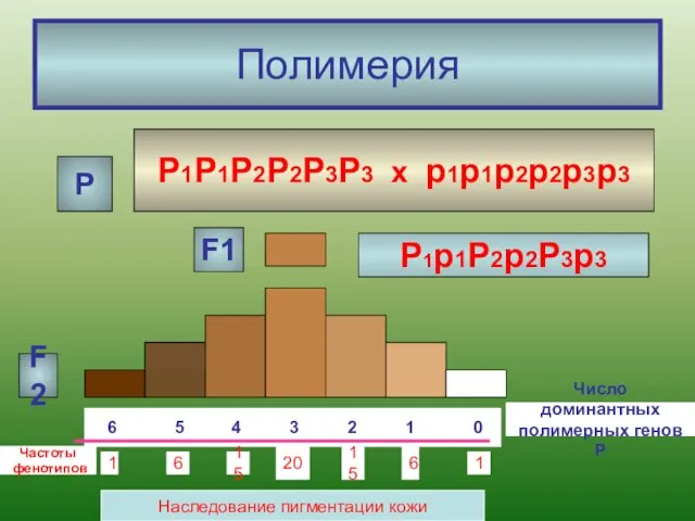 Полимерия Р1Р1Р2Р2Р3Р3 х р1р1р2р2р3р3 6 5 4 3 2 1