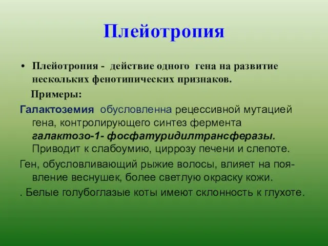 Плейотропия Плейотропия - действие одного гена на развитие нескольких фенотипических