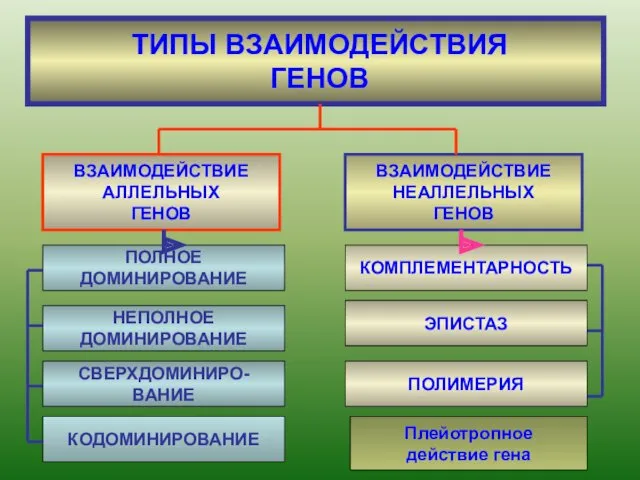 ТИПЫ ВЗАИМОДЕЙСТВИЯ ГЕНОВ ВЗАИМОДЕЙСТВИЕ АЛЛЕЛЬНЫХ ГЕНОВ ВЗАИМОДЕЙСТВИЕ НЕАЛЛЕЛЬНЫХ ГЕНОВ ПОЛНОЕ