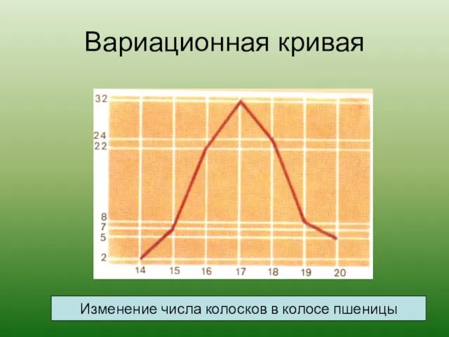 Вариационная кривая Изменение числа колосков в колосе пшеницы