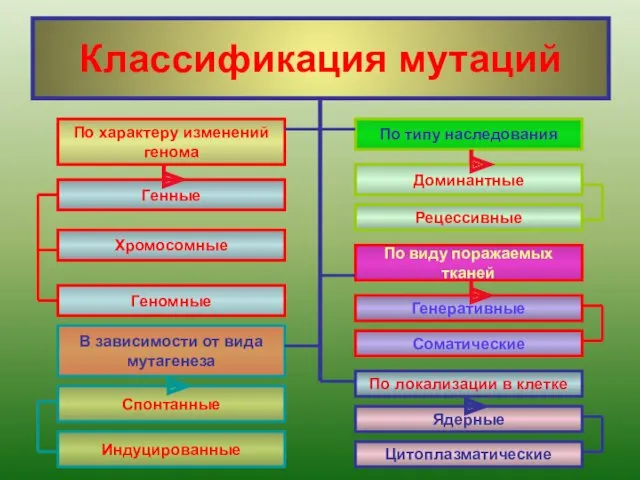 Классификация мутаций Генные Хромосомные Геномные По характеру изменений генома В