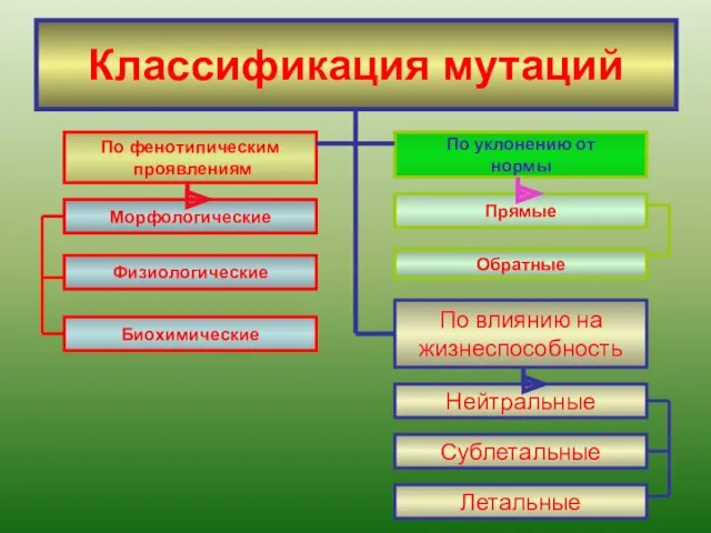 Классификация мутаций Морфологические Физиологические Биохимические По фенотипическим проявлениям По уклонению