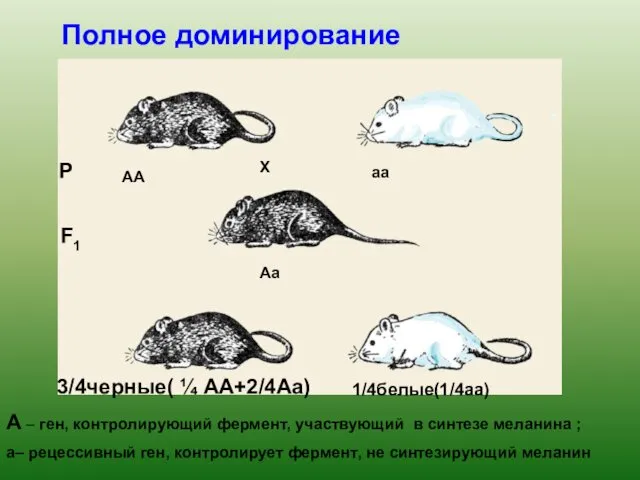 Полное доминирование Р Х АА аа F1 Аа 3/4черные( ¼
