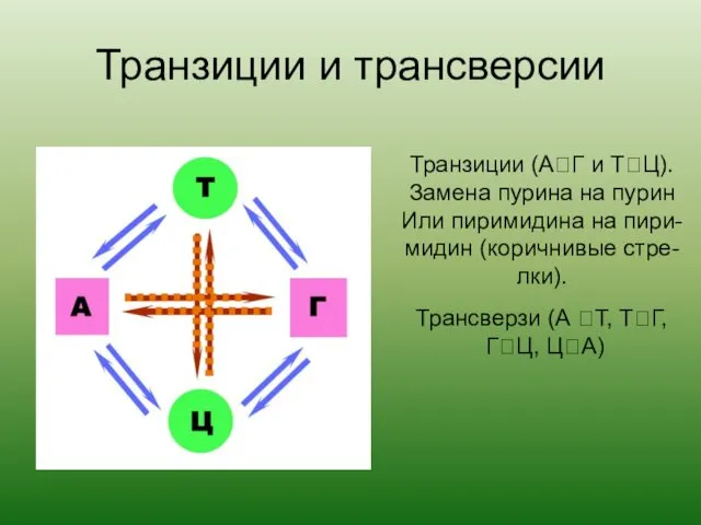 Транзиции и трансверсии Транзиции (АГ и ТЦ). Замена пурина на