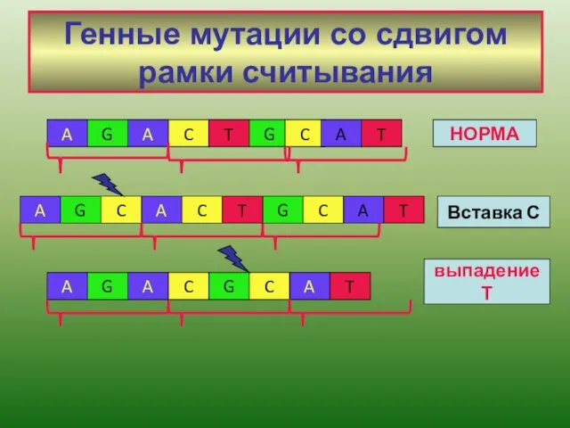 Генные мутации со сдвигом рамки считывания A G A C