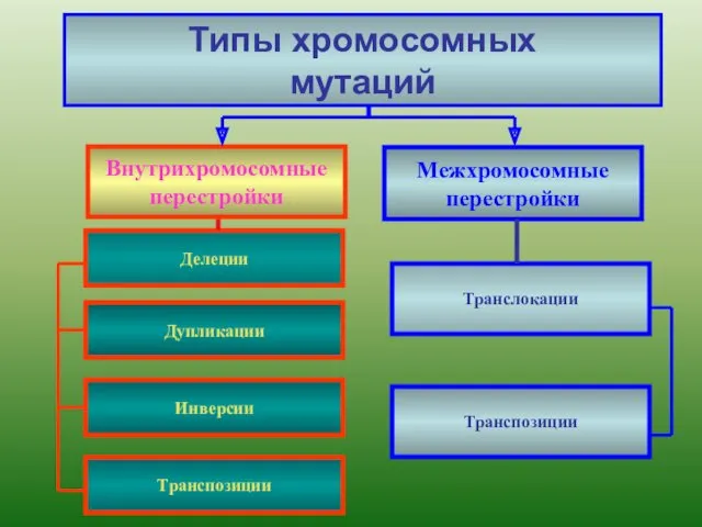 Типы хромосомных мутаций Внутрихромосомные перестройки Делеции Дупликации Инверсии Транспозиции Транслокации Межхромосомные перестройки Транспозиции