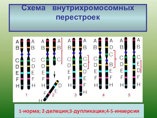 Схема внутрихромосомных перестроек 1-норма; 2-делеция;3-дупликация;4-5-инверсия