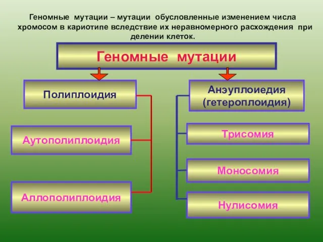 Геномные мутации Полиплоидия Анэуплоиедия (гетероплоидия) Аутополиплоидия Аллополиплоидия Трисомия Моносомия Нулисомия