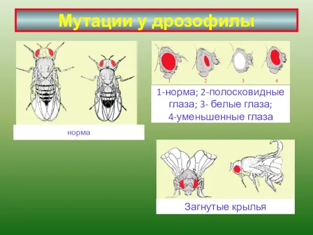 Мутации у дрозофилы норма 1-норма; 2-полосковидные глаза; 3- белые глаза; 4-уменьшенные глаза Загнутые крылья