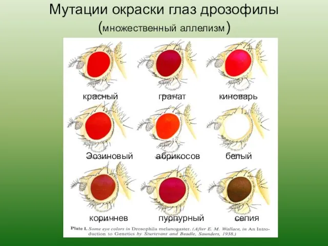 Мутации окраски глаз дрозофилы (множественный аллелизм) красный гранат киноварь Эозиновый абрикосов белый коричнев пурпурный сепия