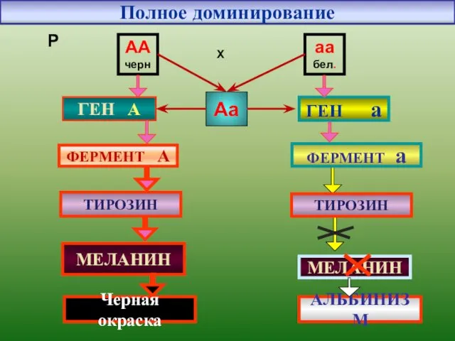 Полное доминирование ГЕН А ГЕН а ФЕРМЕНТ А ТИРОЗИН МЕЛАНИН