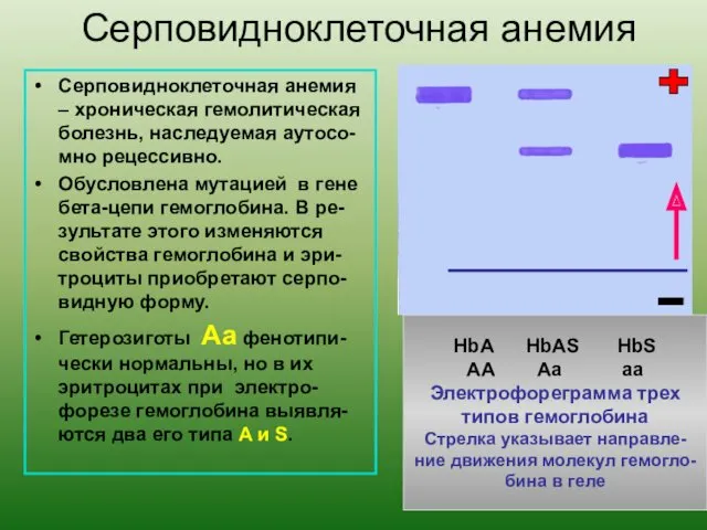 Серповидноклеточная анемия HbA HbAS HbS AA Aa aa Электрофореграмма трех