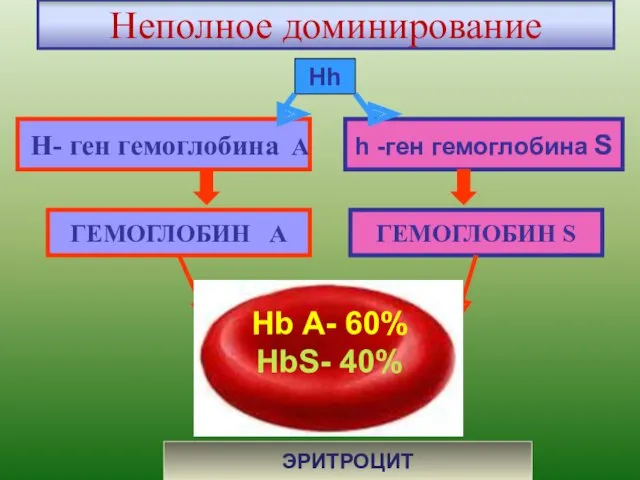 Неполное доминирование H- ген гемоглобина А h -ген гемоглобина S