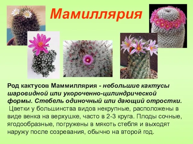 Род кактусов Маммиллярия - небольшие кактусы шаровидной или укороченно-цилиндрической формы.