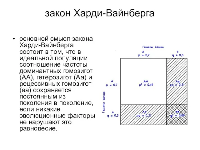 закон Харди-Вайнберга основной смысл закона Харди-Вайнберга состоит в том, что