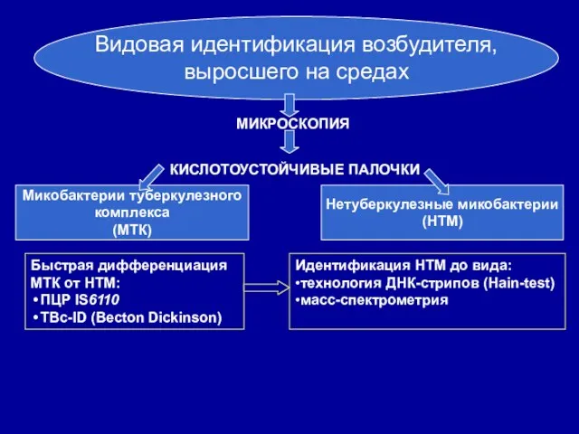 Видовая идентификация возбудителя, выросшего на средах МИКРОСКОПИЯ КИСЛОТОУСТОЙЧИВЫЕ ПАЛОЧКИ Микобактерии