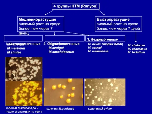 колонии M.kansasii до и после экспозиции на свету колонии M.gordonae