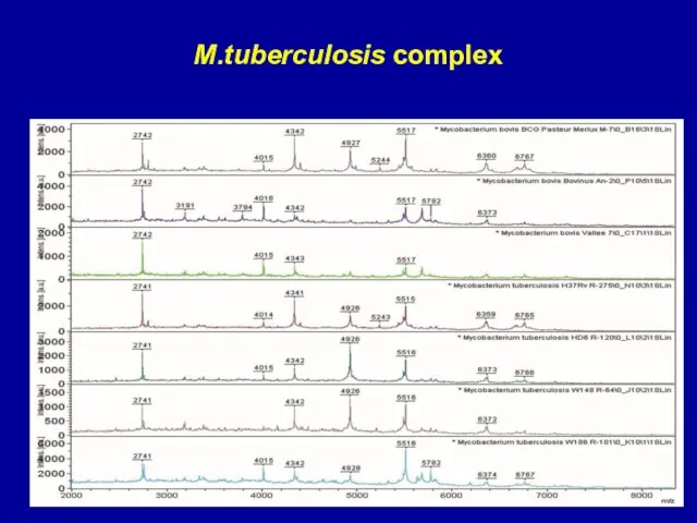 M.tuberculosis complex