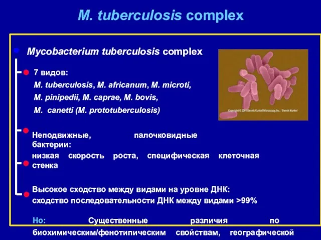 Mycobacterium tuberculosis complex 7 видов: M. tuberculosis, M. africanum, M.