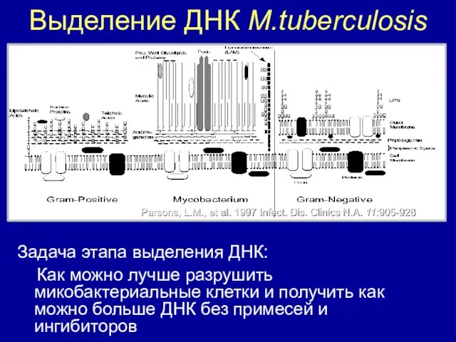 Выделение ДНК M.tuberculosis Parsons, L.M., et al. 1997 Infect. Dis.