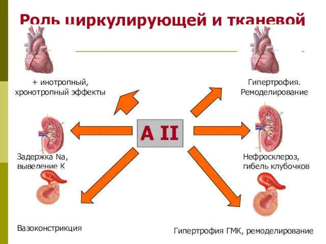 Роль циркулирующей и тканевой РААС А II Задержка Na, выведение