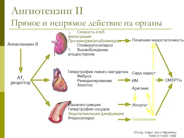 Ангиотензин II Прямое и непрямое действие на органы Chung, Unger.