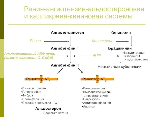 Ренин-ангиотензин-альдостероновая и калликреин-кининовая системы Ангиотензиноген Ангиотензин I Ангиотензин II Ренин